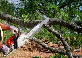 Best Tree Cabling and Bracing  in Leon, IA